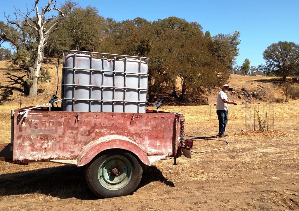 Watering young oak trees at the Carmelita Native Tree planting site.